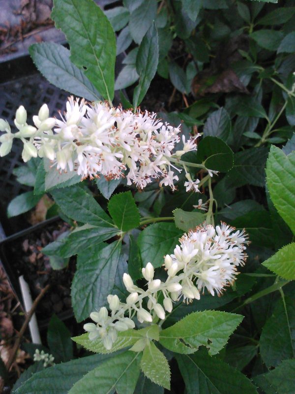 16 Candles Clethra, Candle Like Fragrant Blooms Good For Wet Areas Hot on Sale