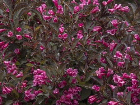 Wine & Roses Weigela Online now