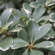 Variegated Pittosporum a.k.a. Japanese Mock Orange Fashion