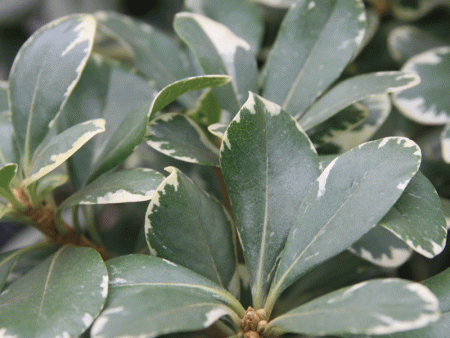 Variegated Pittosporum a.k.a. Japanese Mock Orange Fashion