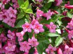 Tango  Weigela Florida Discount