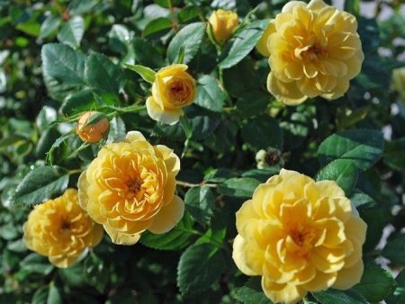 Sunrosa Yellow Shrub Rose Hot on Sale