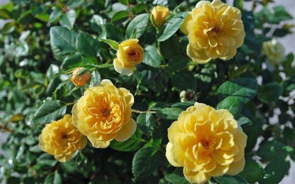 Sunrosa Yellow Shrub Rose Hot on Sale