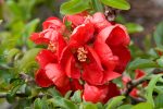 Texas Scarlet Flowering Quince Discount