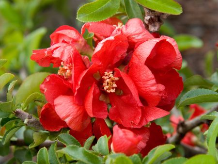 Texas Scarlet Flowering Quince Discount