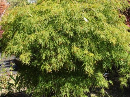 Viridis Japanese Maple Supply