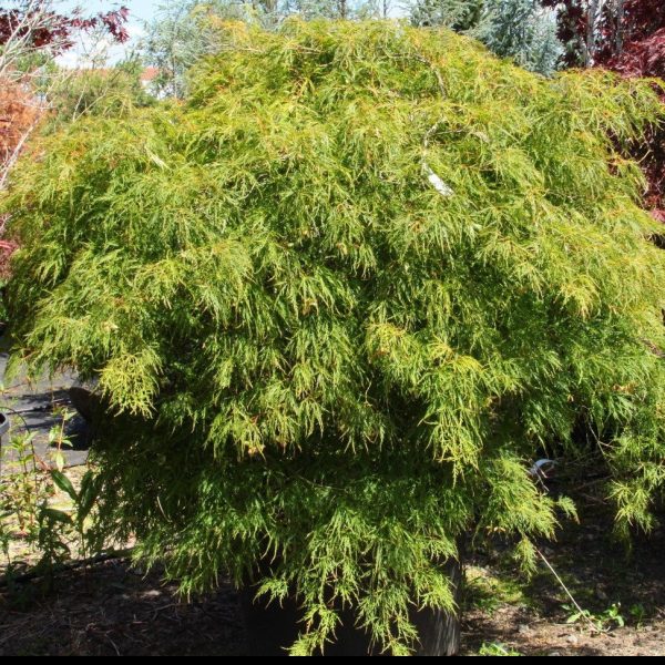 Viridis Japanese Maple Supply