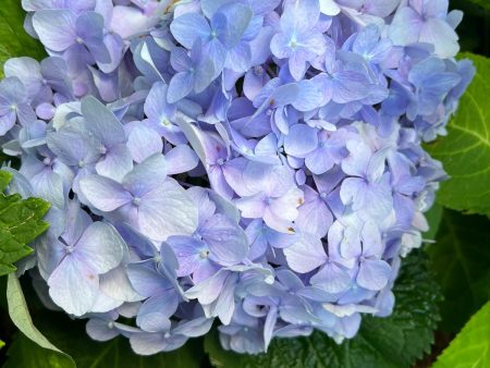 The Original Endless Summer Hydrangea For Discount