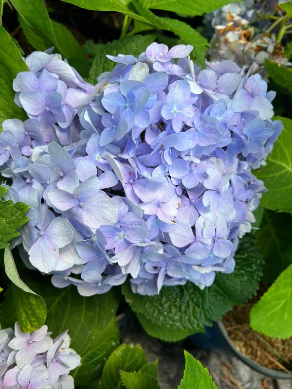 The Original Endless Summer Hydrangea For Discount