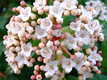 Spring Bouquet Viburnum Shrub Supply