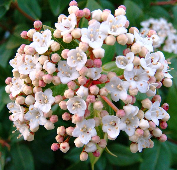 Spring Bouquet Viburnum Shrub Supply