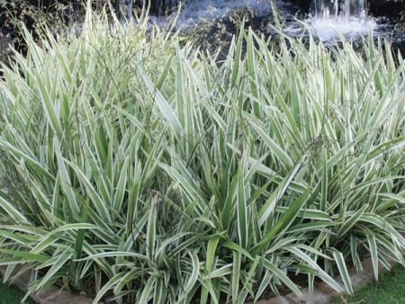 Variegated Flax Lily  Variegata  Online Hot Sale