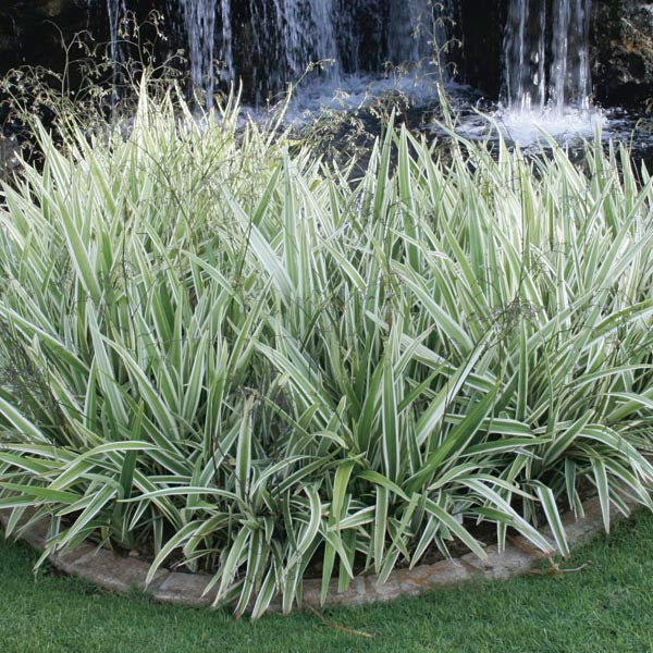 Variegated Flax Lily  Variegata  Online Hot Sale