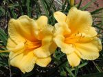 Stella de Oro Daylily For Discount