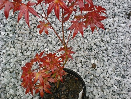 Bloodgood Japanese Maple on Sale