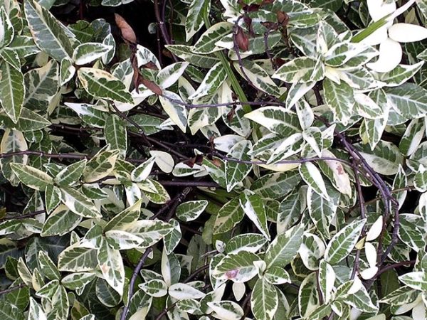 Variegated Star Jasmine Online now