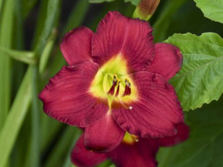 Hemerocallis  Pardon Me -Reblooming Daylily For Sale