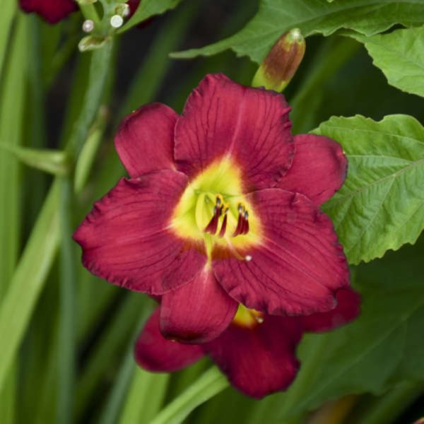 Hemerocallis  Pardon Me -Reblooming Daylily For Sale