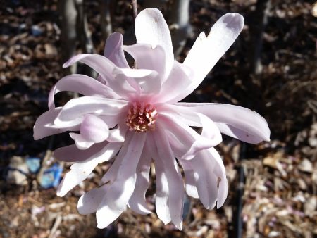 Waterlily Magnolia Tree For Cheap