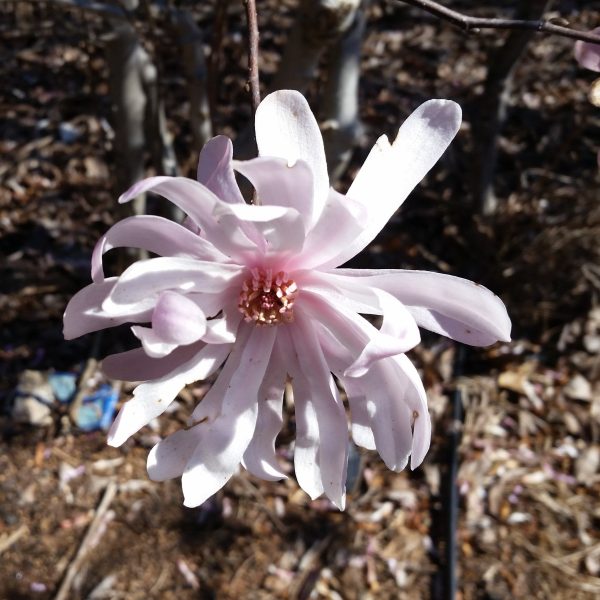 Waterlily Magnolia Tree For Cheap