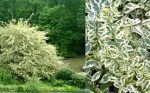 Variegated Privet, For Sale