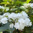 Wedding Gown Hydrangea Sale