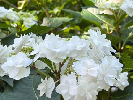 Wedding Gown Hydrangea Sale