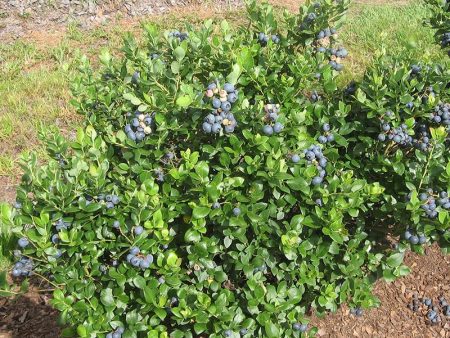 Southern Bluebelle Blueberry Bush Discount