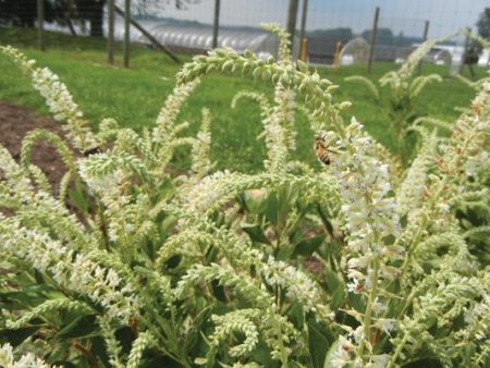 Sparkler White Flower Shrubs Online