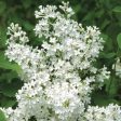 Syringa Betsy Ross Lilac For Discount