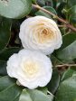 White By The Gate Camellia For Cheap