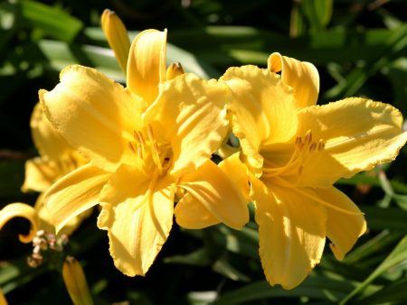 Yellow Daylily Stella Bella For Cheap