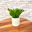 Stunning Plant with Ceramic Pot-Good Gift For Discount