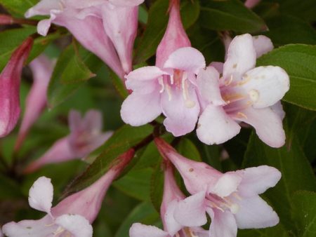 Weigela  Pink Poppet  For Sale