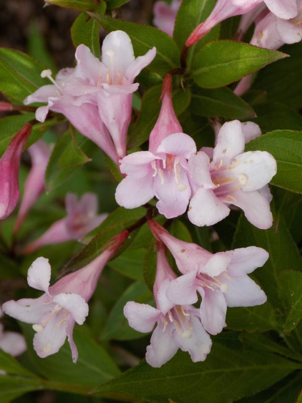 Weigela  Pink Poppet  For Sale