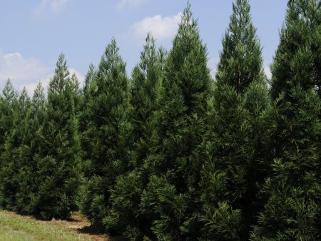 Cryptomeria Radicans Discount