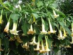 White Angel s Trumpet Discount