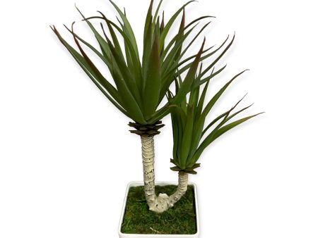 Yucca Plant -Good Gift Online Hot Sale