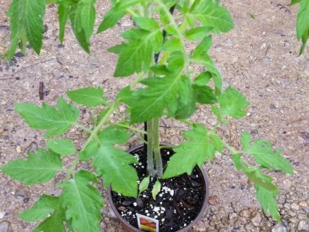 Tomato Plant  Parks Whopper  For Discount