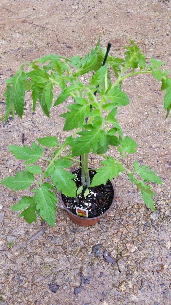 Tomato Plant  Parks Whopper  For Discount