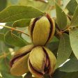 Stuart Pecan Tree, Online Hot Sale