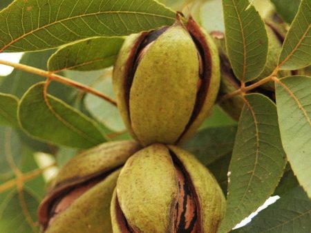 Stuart Pecan Tree, Online Hot Sale