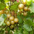 Triumph Muscadine Grape Vine Online Sale