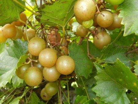 Triumph Muscadine Grape Vine Online Sale