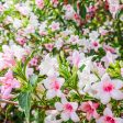 Variegated Weigela Discount