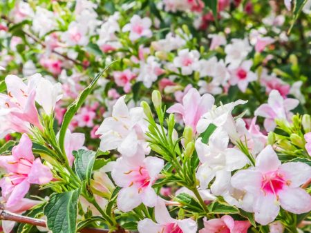 Variegated Weigela Discount