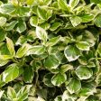 Variegated Weigela Discount