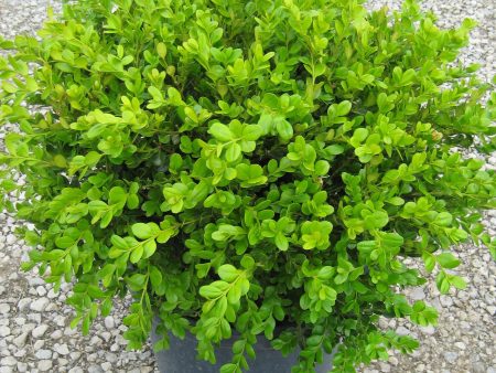 Winter Gem Boxwood Discount