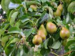 4-In-1 Pear Cocktail Tree|The Pear Cocktail Tree is a hybrid plant that offers up to 4 different pears in one tree. on Sale