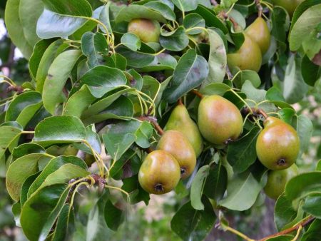 4-In-1 Pear Cocktail Tree|The Pear Cocktail Tree is a hybrid plant that offers up to 4 different pears in one tree. on Sale